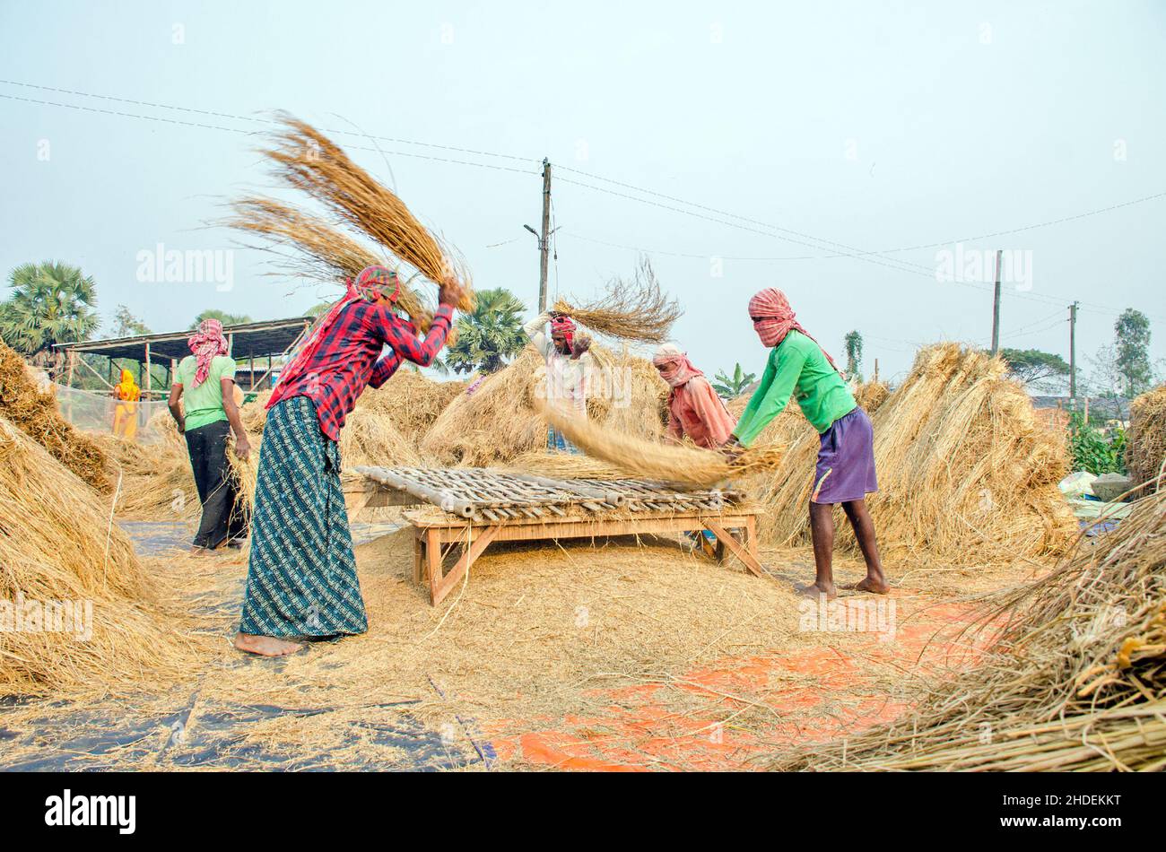 The method of threshing paddy shown in this picture is laborious and