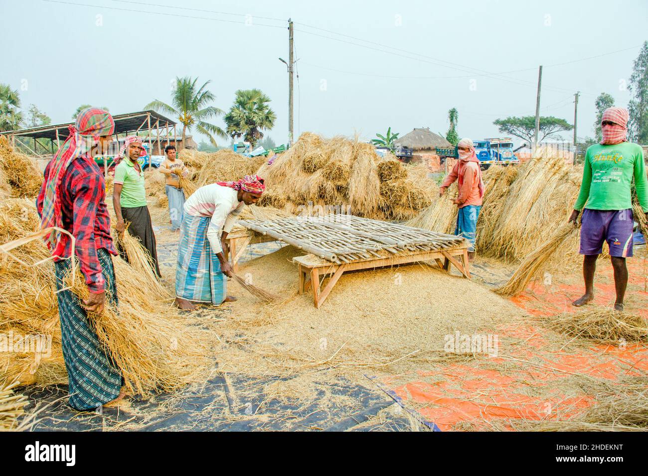 The method of threshing paddy shown in this picture is laborious and old. This method of threshing rice requires a lot more people and takes more time Stock Photo