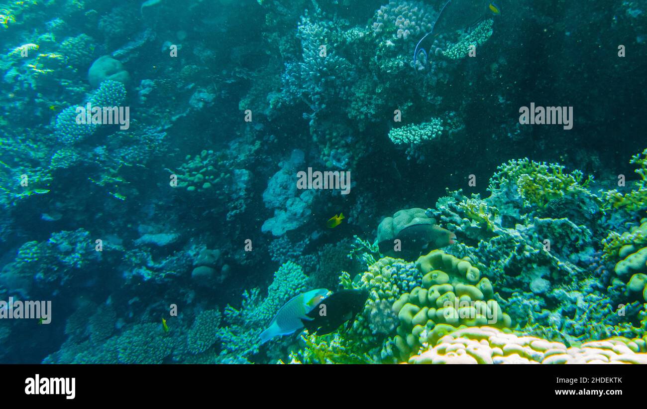 fish parrot and coral reef. Stock Photo