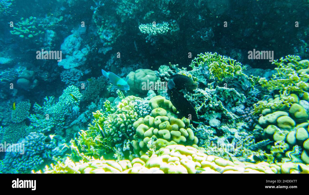 fish parrot and coral reef. Stock Photo