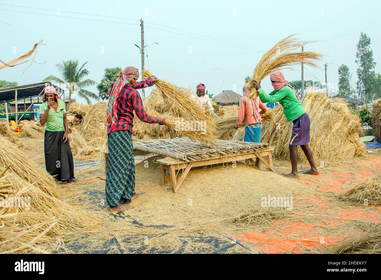 The method of threshing paddy shown in this picture is laborious and old. This method of threshing rice requires a lot more people and takes more time Stock Photo