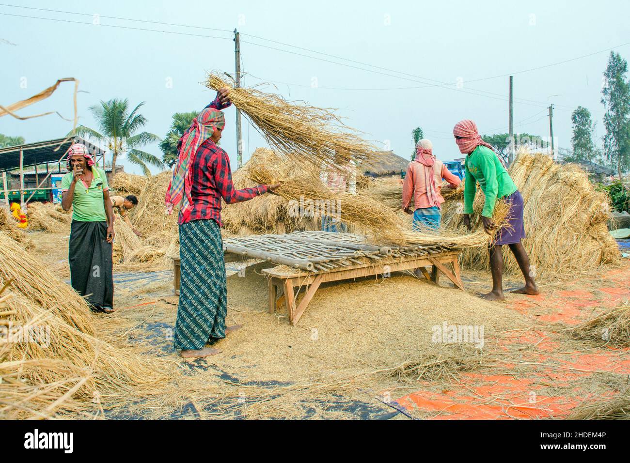 The method of threshing paddy shown in this picture is laborious and