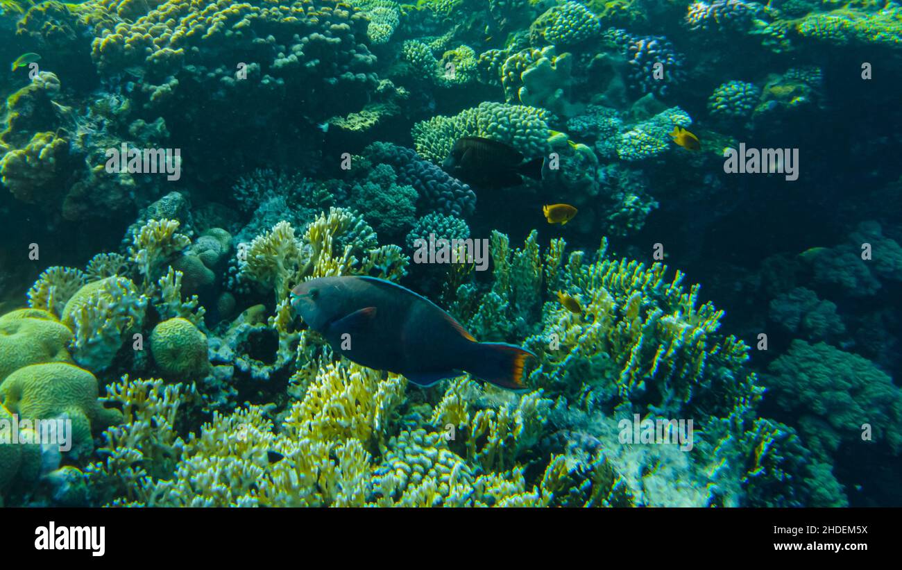 fish parrot and coral reef Stock Photo