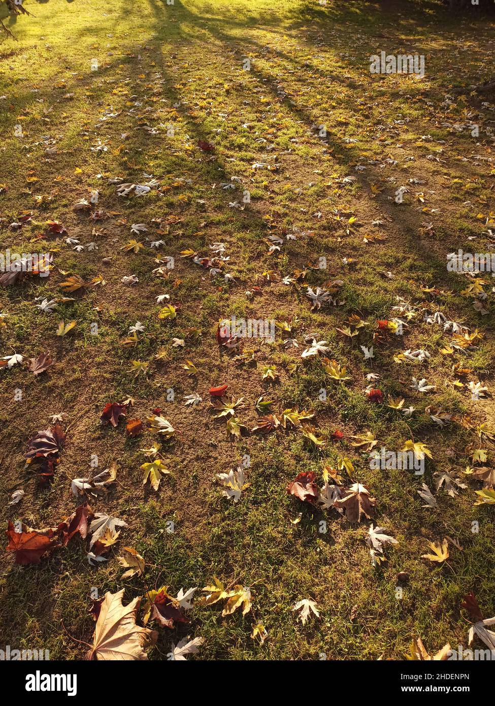 Sycamore leaves on ground hi-res stock photography and images - Alamy