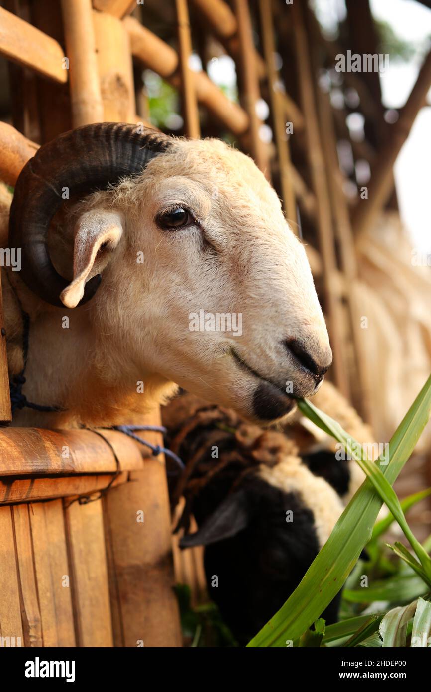 A goat eating the grass. Stock Photo