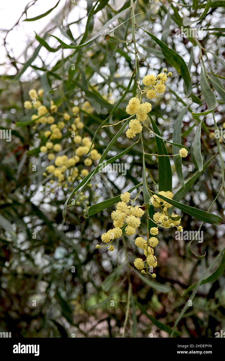 Acacia retinodes Retinodes water wattle – spherical yellow flowers and willow-like mid green leaves,  January, England, UK Stock Photo