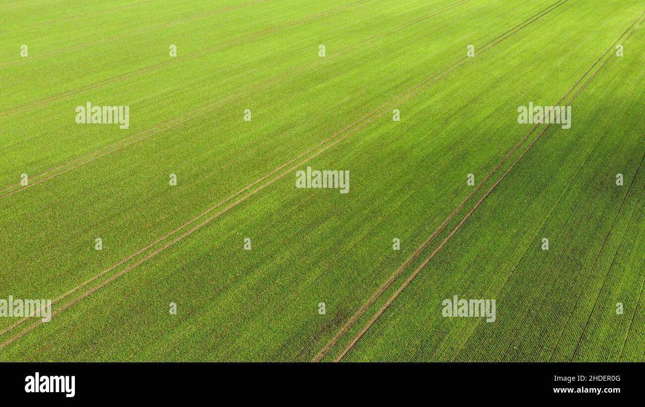 Aerial view of a green field in the countryside in summer from a drone ...