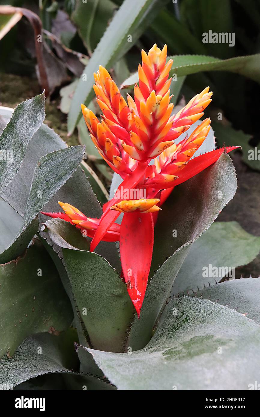 Aechmea x Pepita ‘Elegant Flame’ conical yellow flowers with large red spiny bracts and very large grey green leaves,  January, England, UK Stock Photo