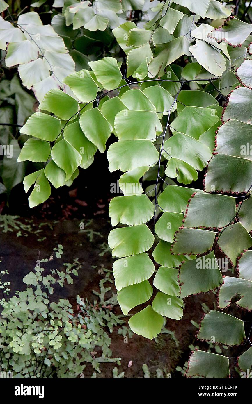 Adiantum trapeziforme diamond maidenhair fern – glaucous and mid green diamond-shaped tripinnate leaves,  January, England, UK Stock Photo