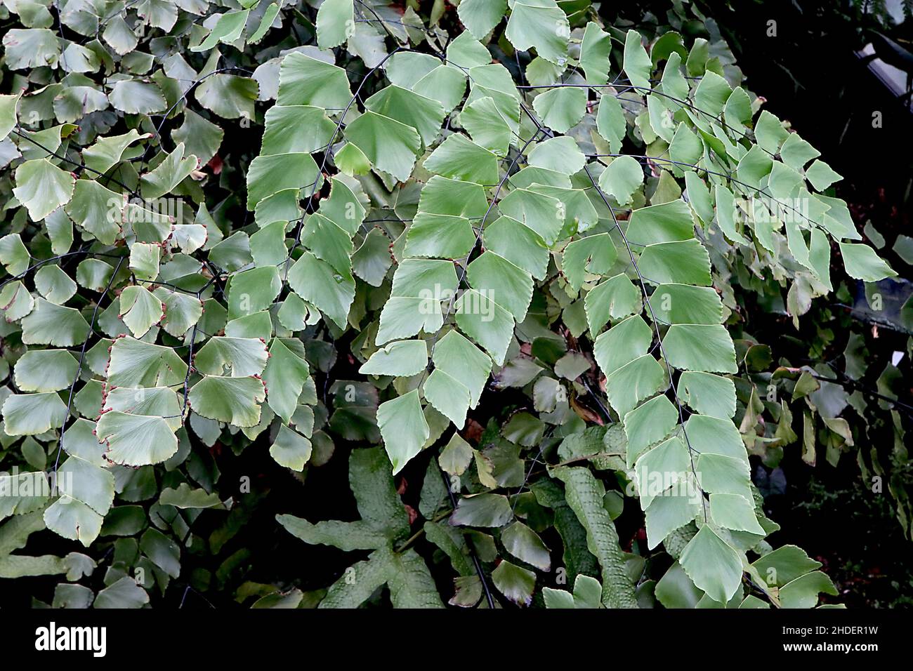 Adiantum trapeziforme diamond maidenhair fern – glaucous and mid green diamond-shaped tripinnate leaves,  January, England, UK Stock Photo