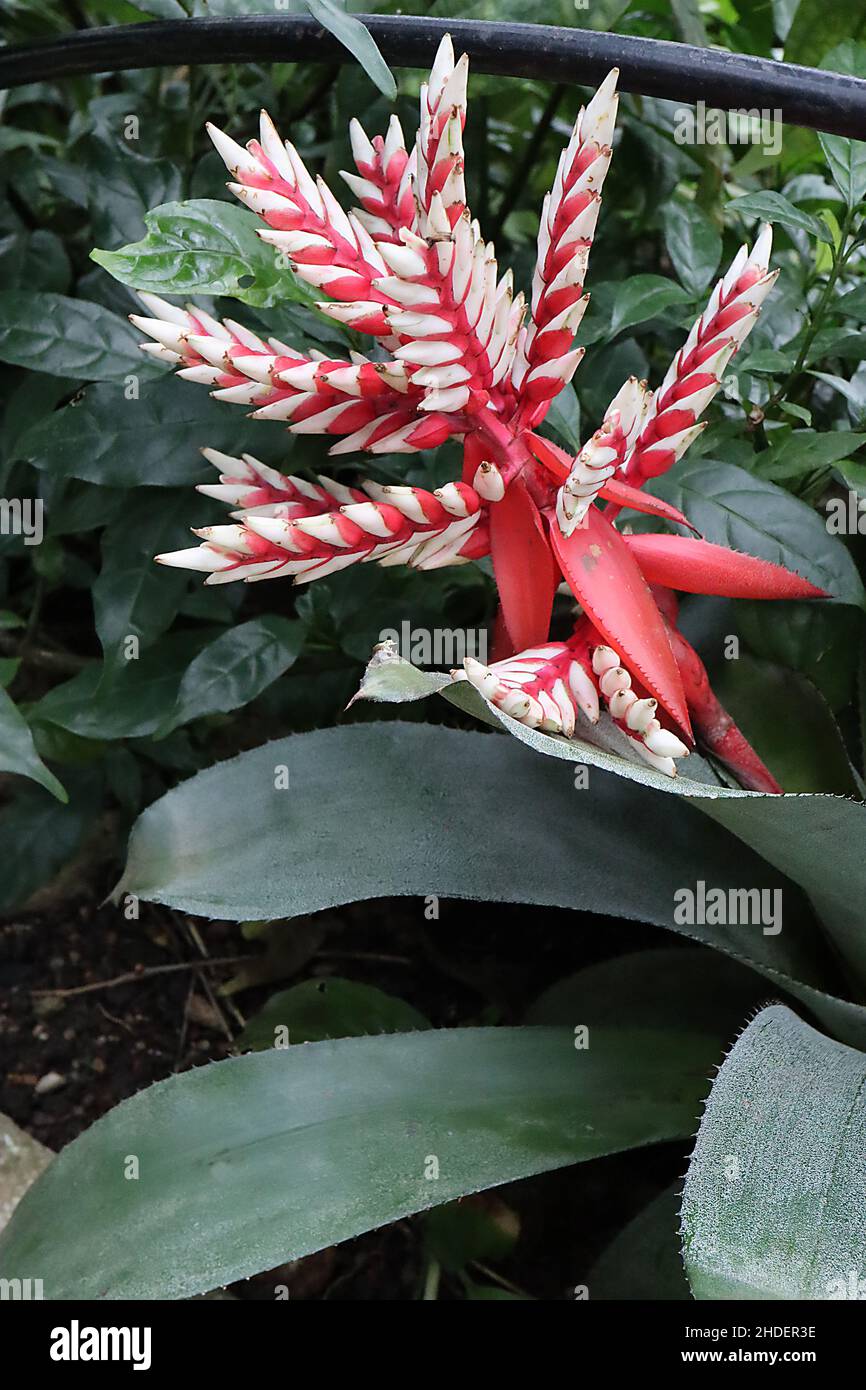 Aechmea x Pepita ‘Elegant Flame’ conical white flowers with large red spiny bracts and very large grey green leaves,  January, England, UK Stock Photo
