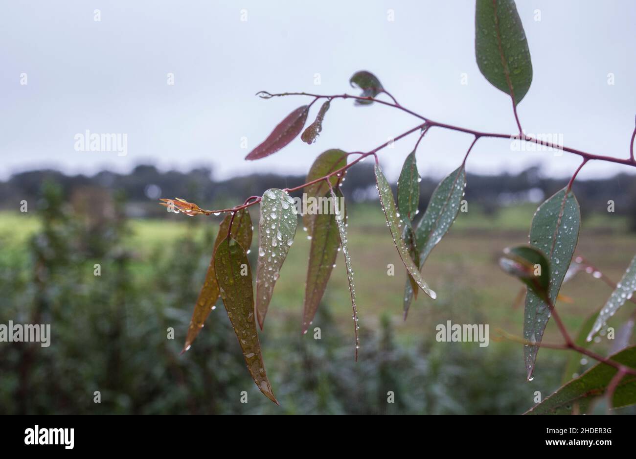 Eucalyptus leaves under rain full of drops. Tree introduced In Spain for the production of pulpwood Stock Photo