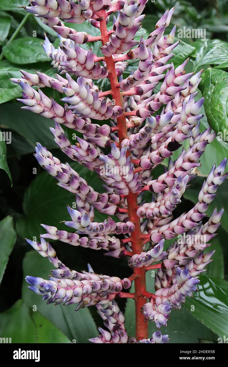 Aechmea ‘Del Mar’ white conical flowers with blue purple tips, wide strap-shaped leaves, red stem,  January, England, UK Stock Photo