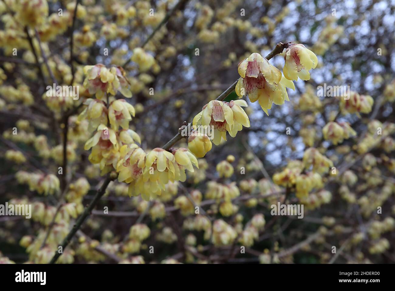 Chimonanthus praecox  wintersweet – transparent highly scented yellow flowers on bare branches,  January, England, UK Stock Photo