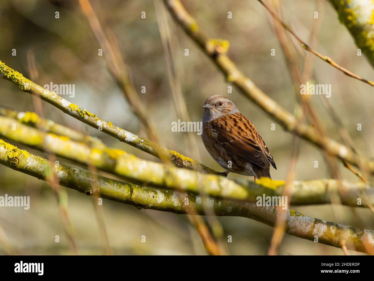Dunnock bird sitting on tree branch Stock Photo