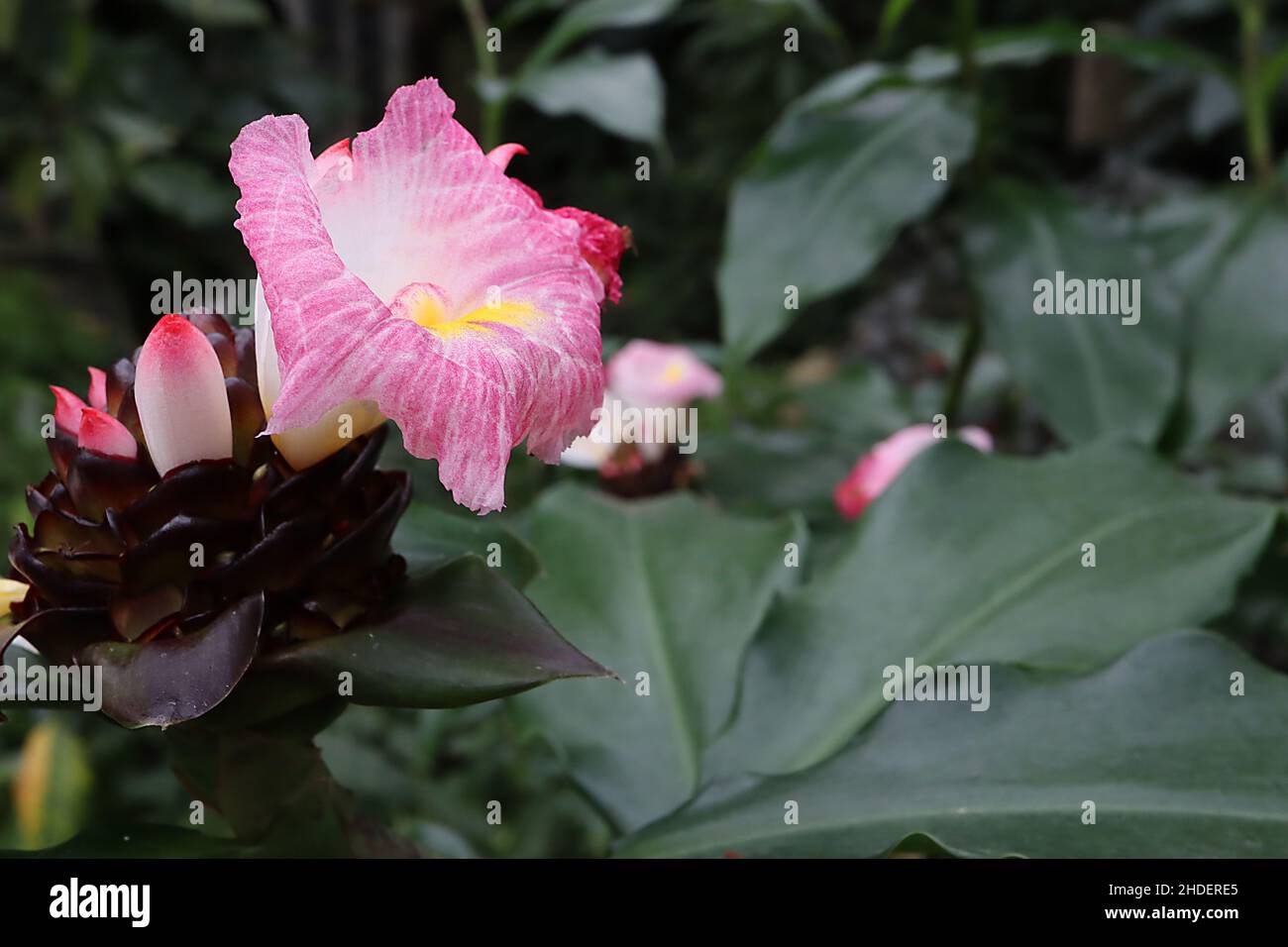 Costus louisii ink spiral ginger – white funnel-shaped flowers with deep pink recurved lip, large wide ovate dark green leaves,  January, England, UK Stock Photo