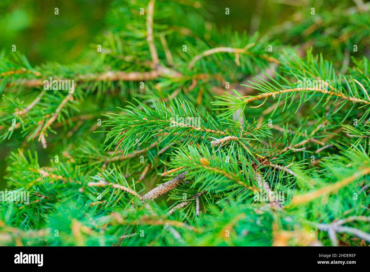 Closeup of green fir leaves of a tree in a forest Stock Photo - Alamy