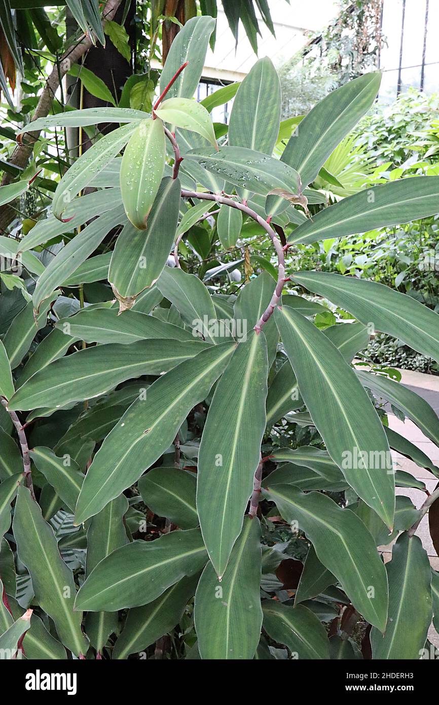 Costus speciosus crepe ginger - large elliptic grey green leaves along spiral stem,  January, England, UK Stock Photo