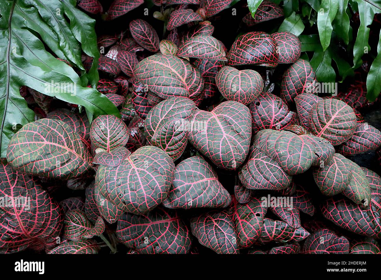 Fittonia albivenis Verschaffeltii Group mosaic plant – dark green leaves with accented deep pink veins,  January, England, UK Stock Photo