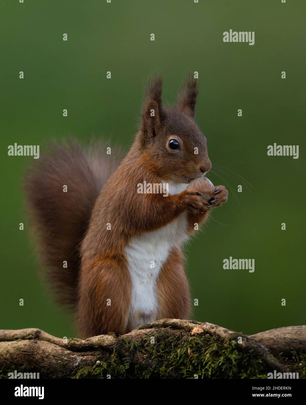 Red squirrel eating hazelnut Stock Photo Alamy