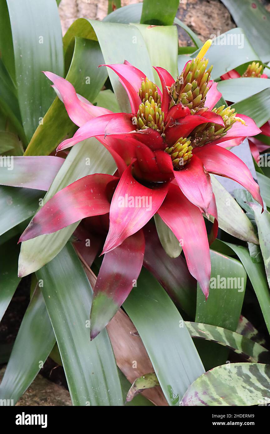 Guzmania wittmackii yellow green buds, red leaflike bracts, mid green strap-shaped leaves,  January, England, UK Stock Photo