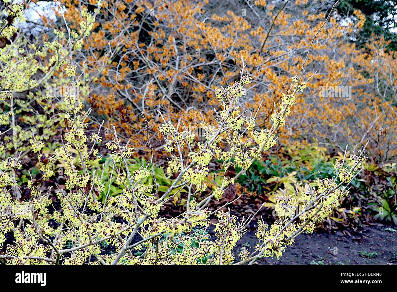 Hamamelis x intermedia ‘Pallida’ witch hazel Pallida – pale yellow flowers Hamamelis x intermedia ‘Orange Peel’ witch hazel Orange Peel orange flowers Stock Photo