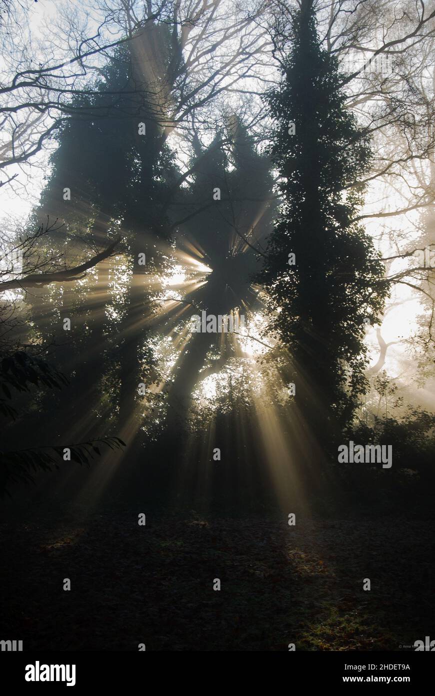 Sun rays coming through woods hi-res stock photography and images - Alamy