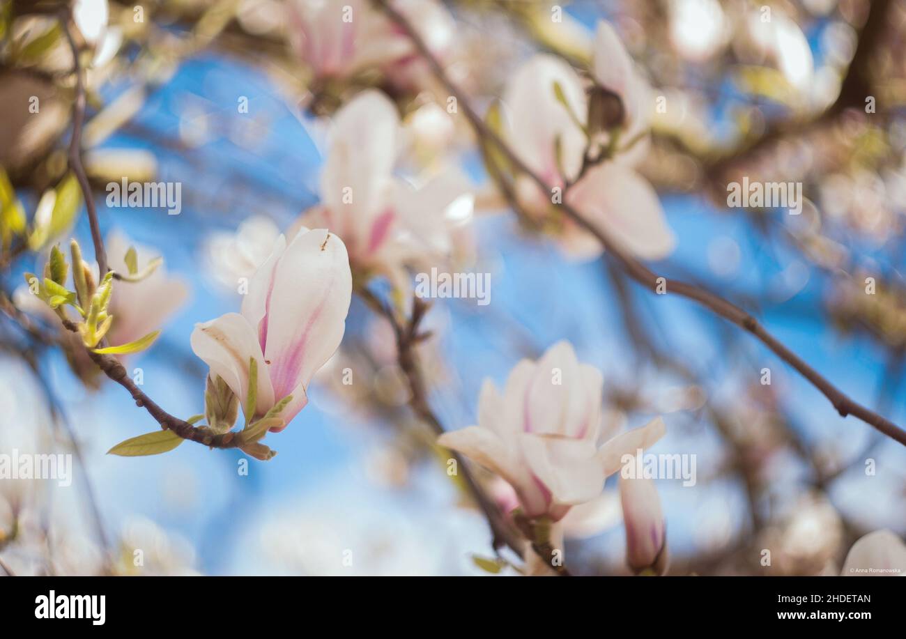 Close up of magnolia hi-res stock photography and images - Alamy