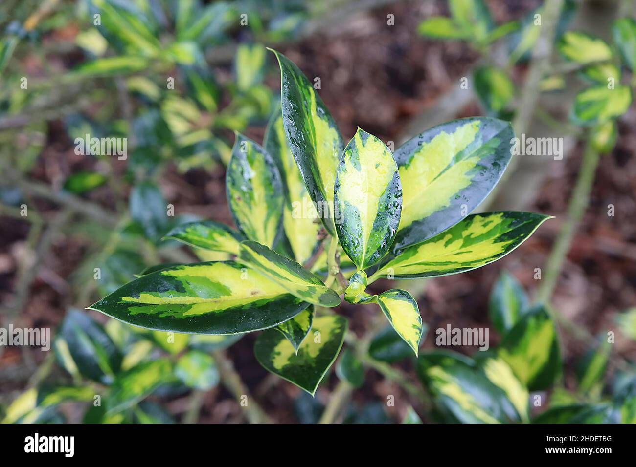 Ilex aquifolium ‘Gold Flash’ holly Gold Flash – elliptic dark green leaves with gold and mid green splashes,  January, England, UK Stock Photo