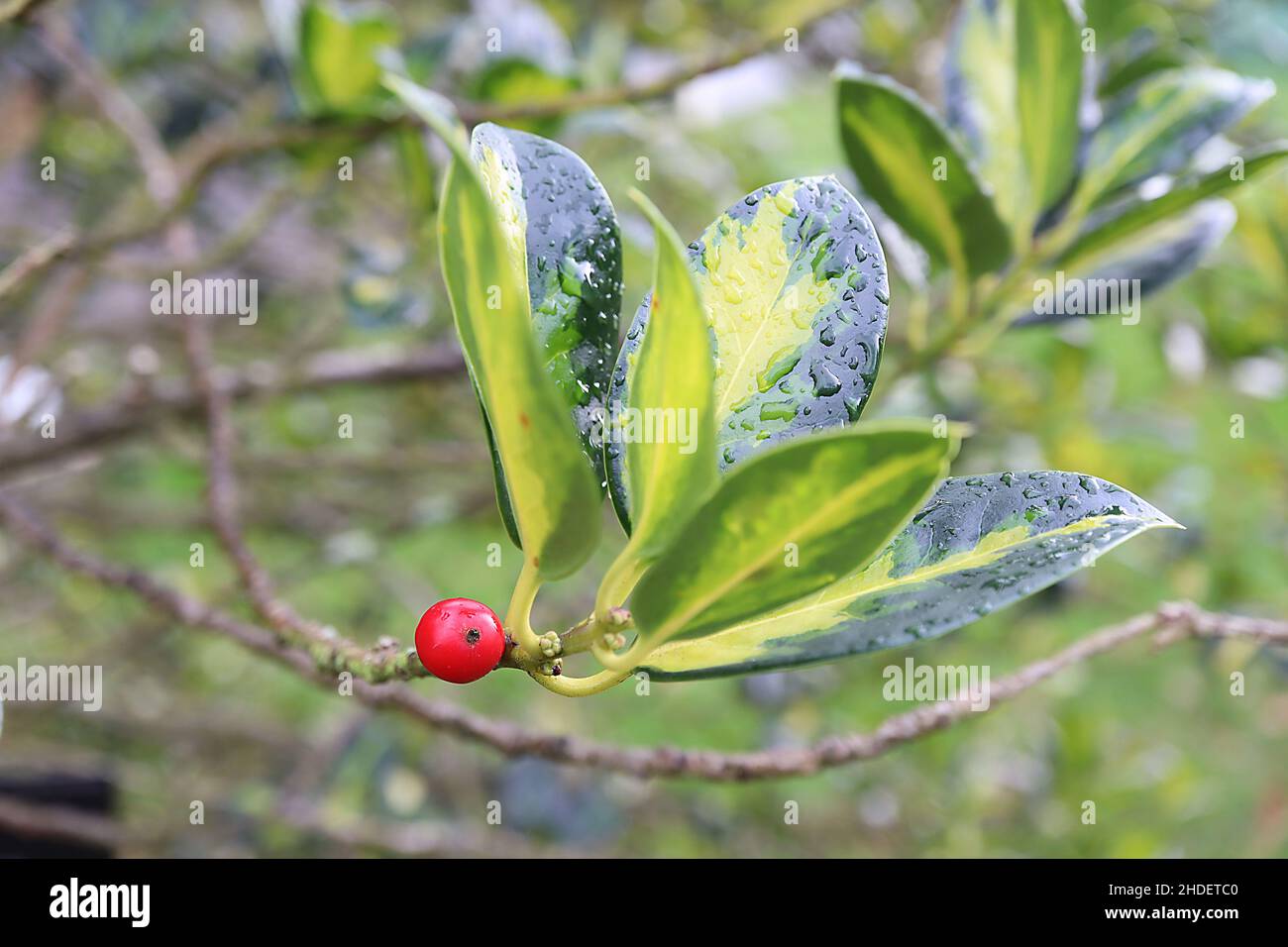 Ilex aquifolium ‘Gold Flash’ holly Gold Flash – glossy red berries and  dark green leaves with gold and mid green splashes,  January, England, UK Stock Photo