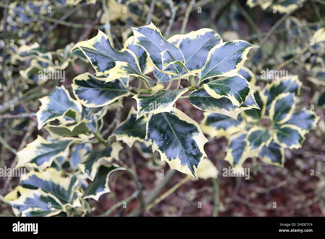 Ilex aquifolium ‘Golden Queen’ holly Golden Queen - dark green leaves, pale green midrib and spiky cream margins, January, England, UK Stock Photo