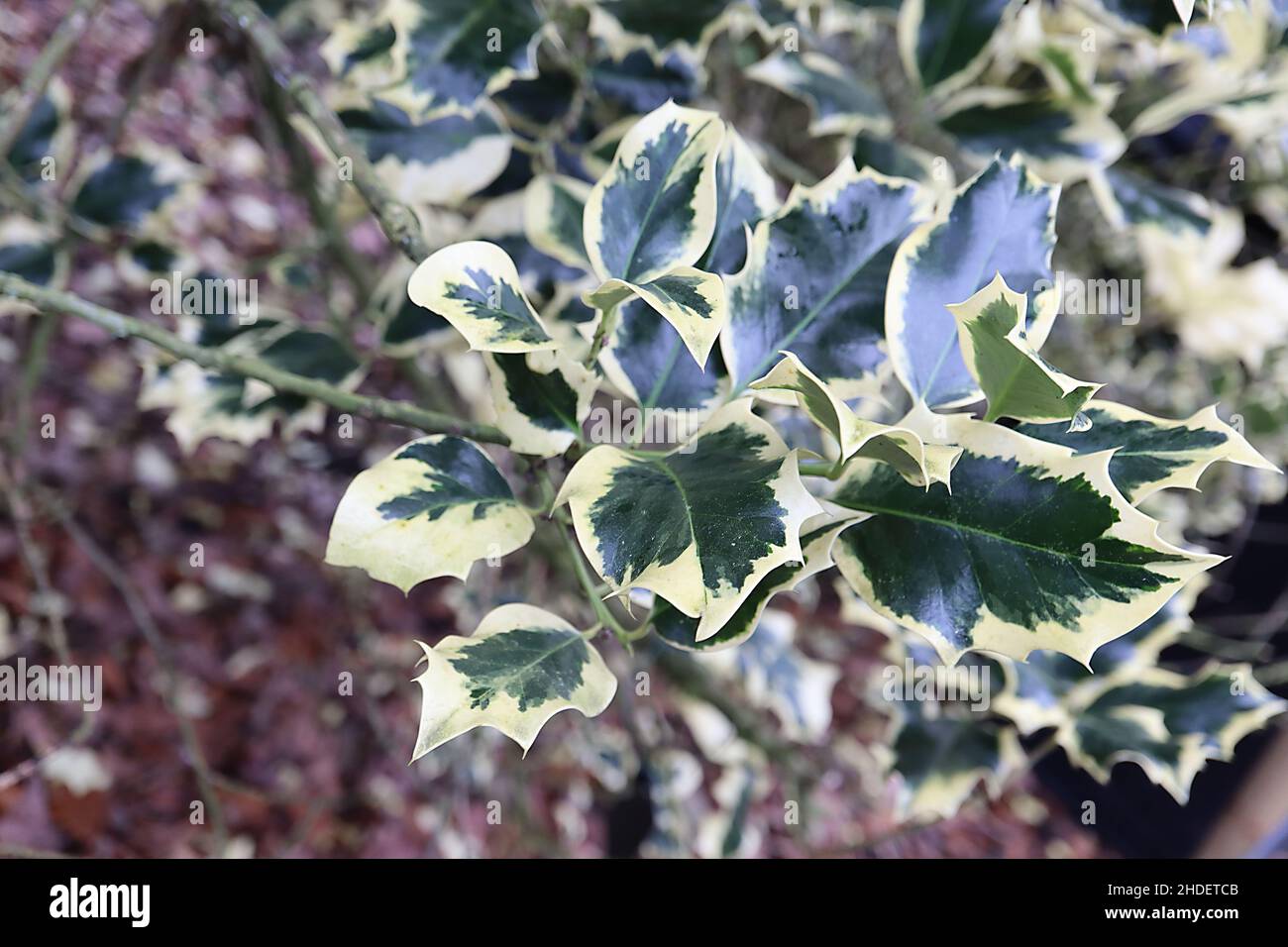 Ilex aquifolium ‘Golden Queen’ holly Golden Queen - dark green leaves, pale green midrib and spiky cream margins, January, England, UK Stock Photo