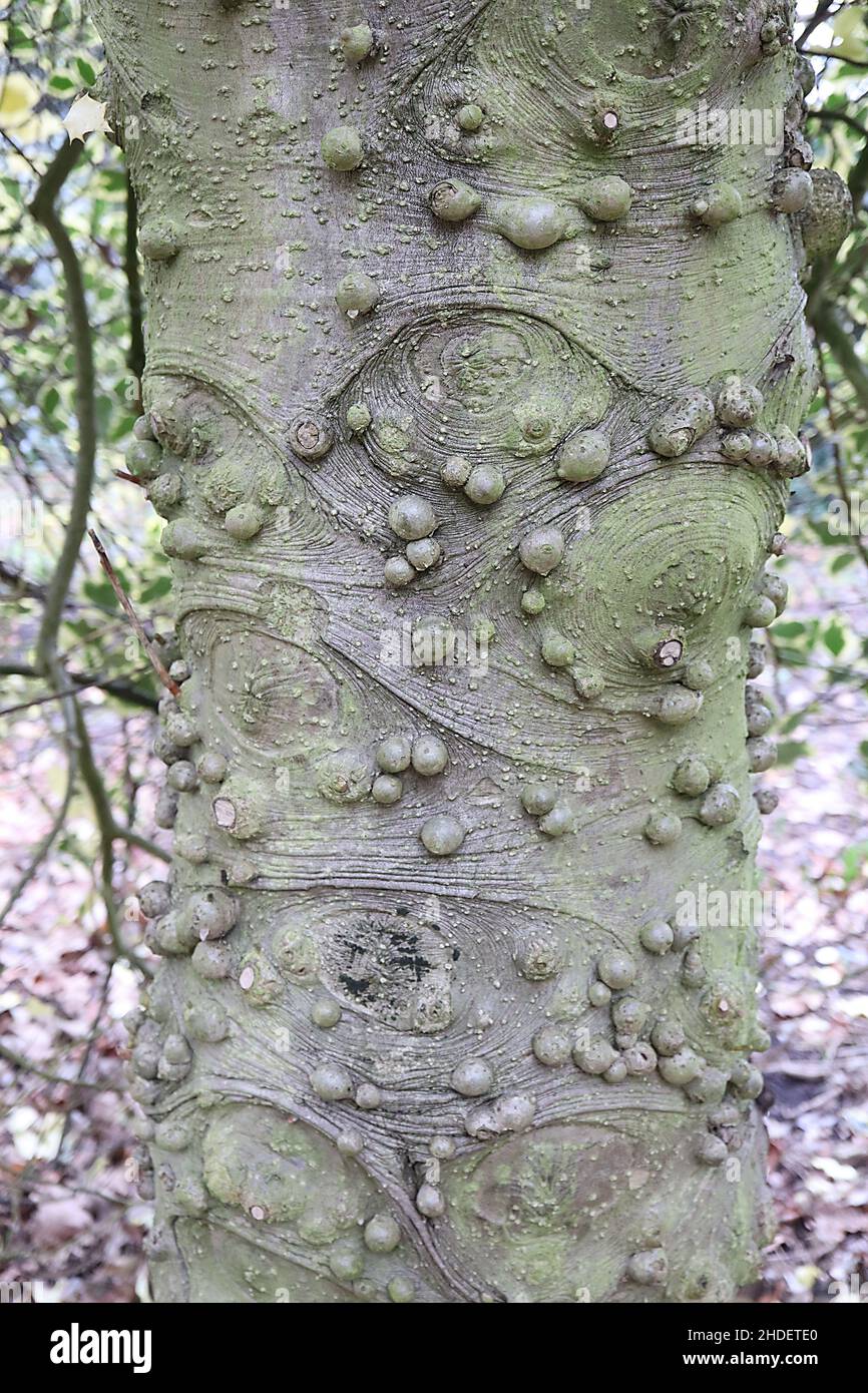 Ilex aquifolium ‘Golden Queen’ holly Golden Queen – buff grey bark with circular whorls and bubbles,  January, England, UK Stock Photo