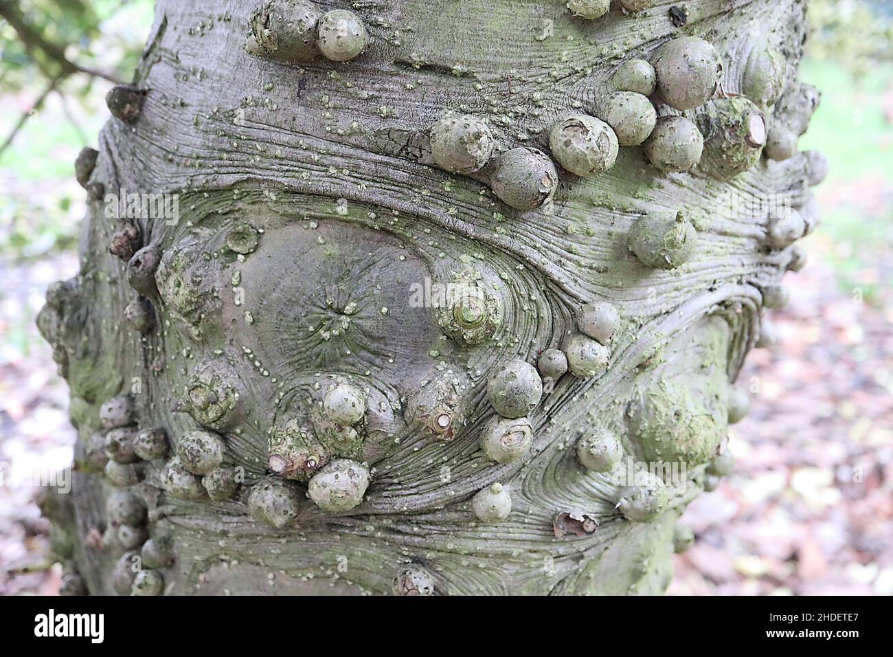 Ilex aquifolium ‘Golden Queen’ holly Golden Queen – buff grey bark with circular whorls and bubbles,  January, England, UK Stock Photo