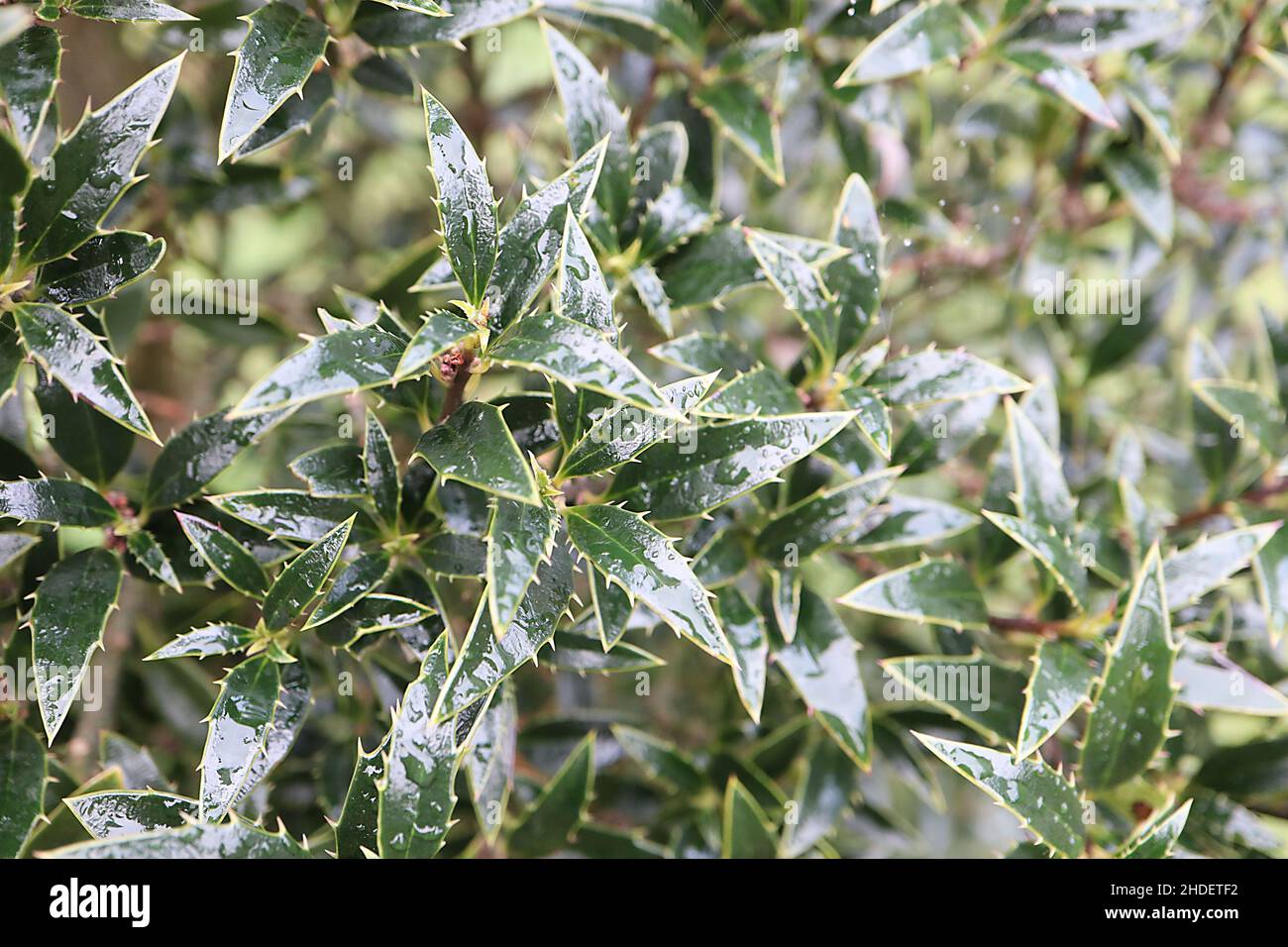 Ilex aquifolium ‘Hascombensis’ holly Hascombensis – small spiny glossy dark green leaves with elongated tip, black stems,  January, England, UK Stock Photo