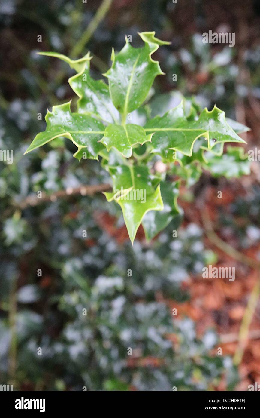Ilex aquifolium ‘Latispina’ holly Latispina – glossy dark green leaves with twisted and yellow outline margins, January, England, UK Stock Photo