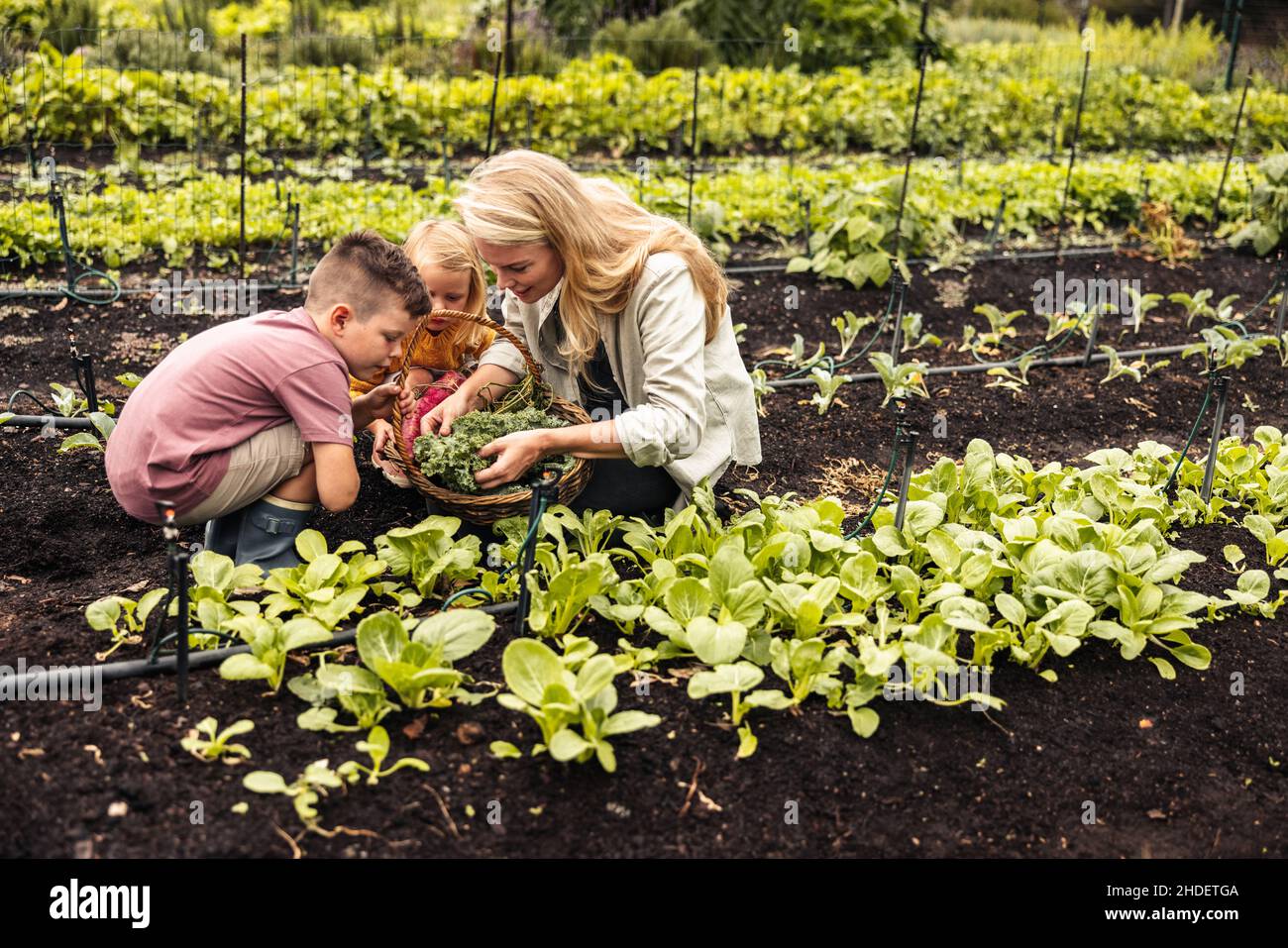 Gathering fresh vegetables during harvest season. Young mother of two harvesting fresh produce