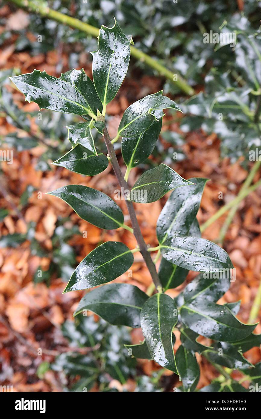 Ilex aquifolium ‘Latispina’ holly Latispina – glossy dark green leaves with twisted and yellow outline margins, January, England, UK Stock Photo