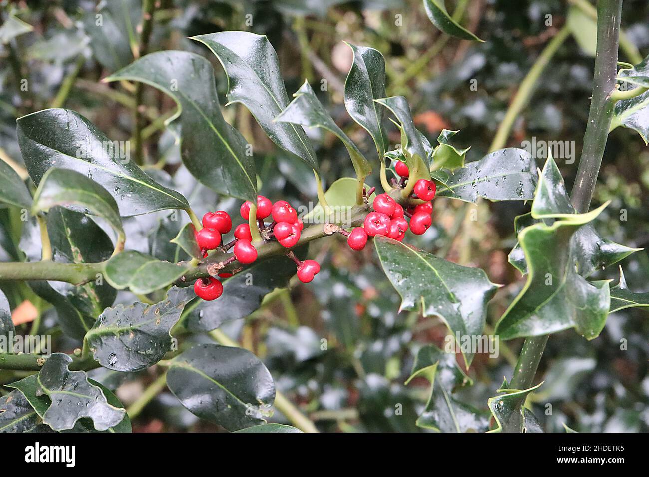 Ilex aquifolium ‘Latispina’ holly Latispina – red berries with dented centre and glossy dark green leaves with twisted and yellow outline margins, UK Stock Photo
