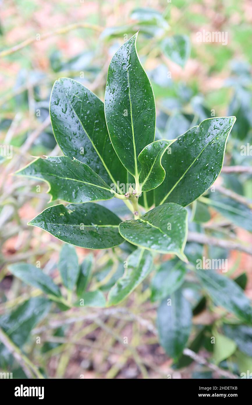 Ilex aquifolium ‘Pyramidalis’ holly Pyramidalis – elliptic glossy dark green leaves with spiny tip,  January, England, UK Stock Photo