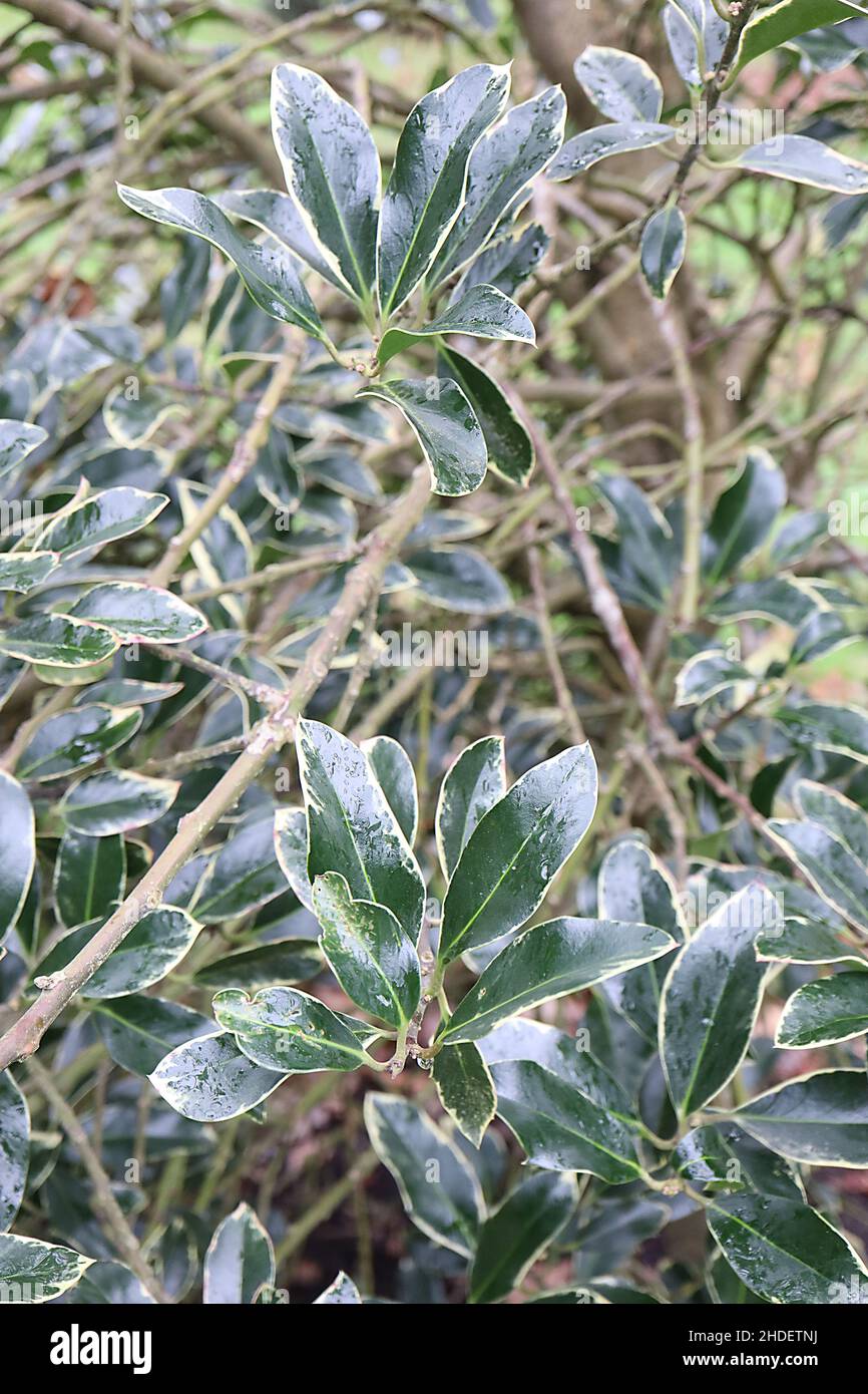 Ilex aquifolium ‘Silver Lining’ holly Silver Lining – elliptic glossy dark green leaves with narrow pale yellow margins and spiny tip,  January, UK Stock Photo