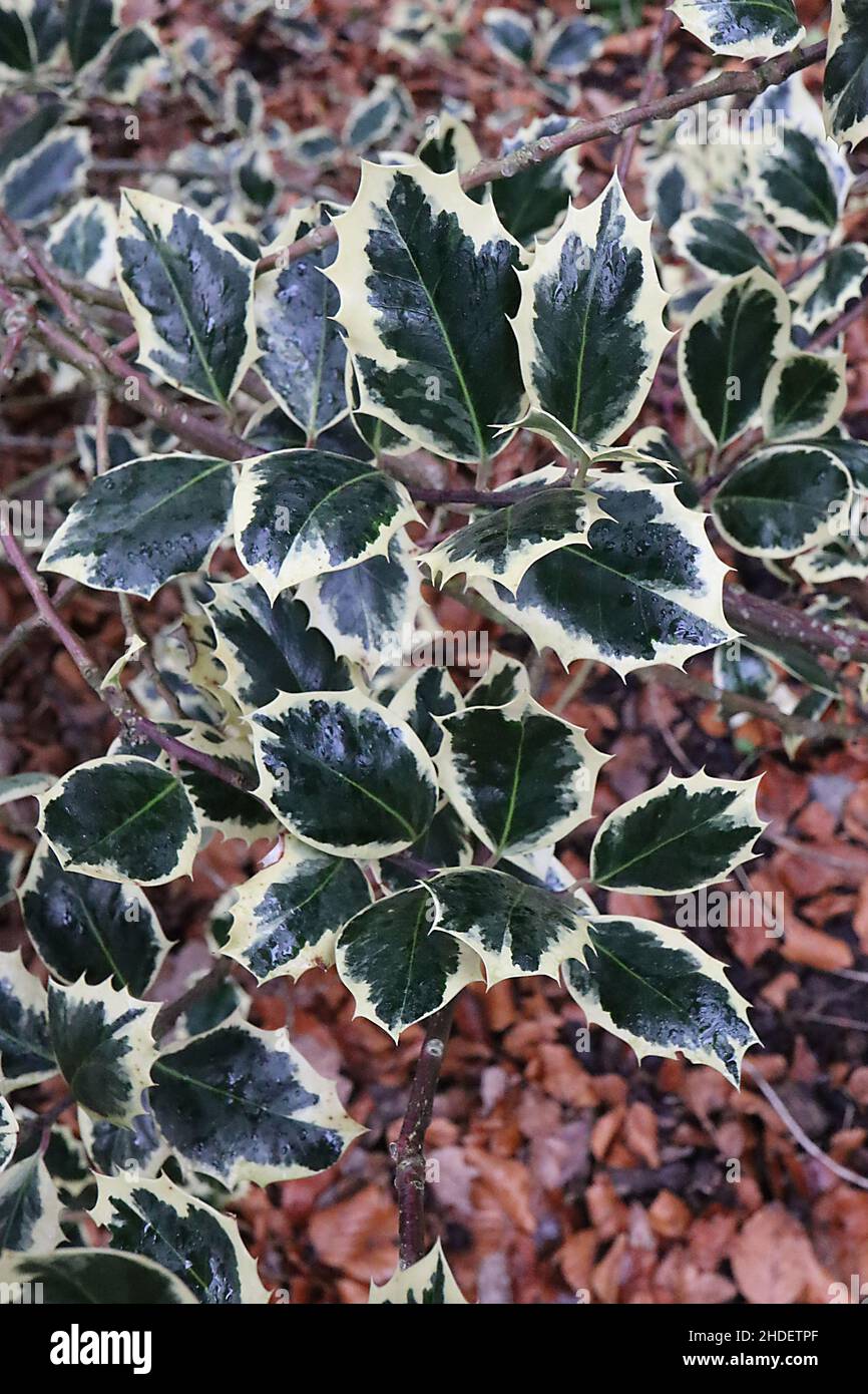 Ilex aquifolium ‘Silver Queen’ holly Silver Queen – ovate glossy dark green leaves with pale cream margins,  January, England, UK Stock Photo