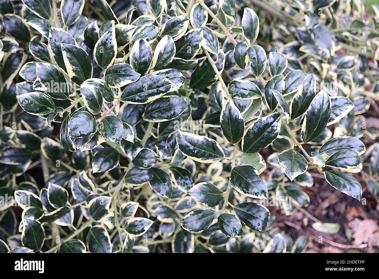 Ilex aquifolium ‘Silver Van Tol’ holly Silver Van Tol – downcurved dark green leaves with pale cream margins,  January, England, UK Stock Photo
