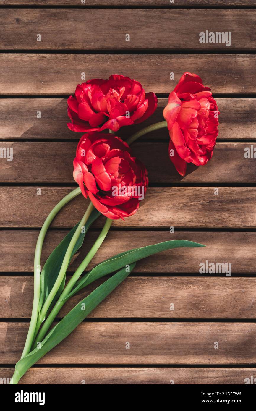 three red tulips looking like roses on a red background Stock Photo