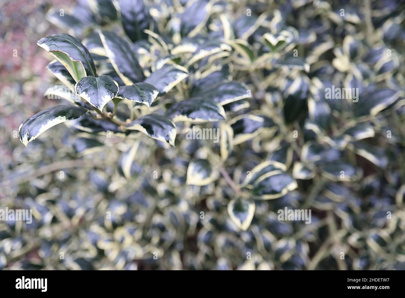 Ilex aquifolium ‘Silver Van Tol’ holly Silver Van Tol – downcurved dark green leaves with pale cream margins,  January, England, UK Stock Photo