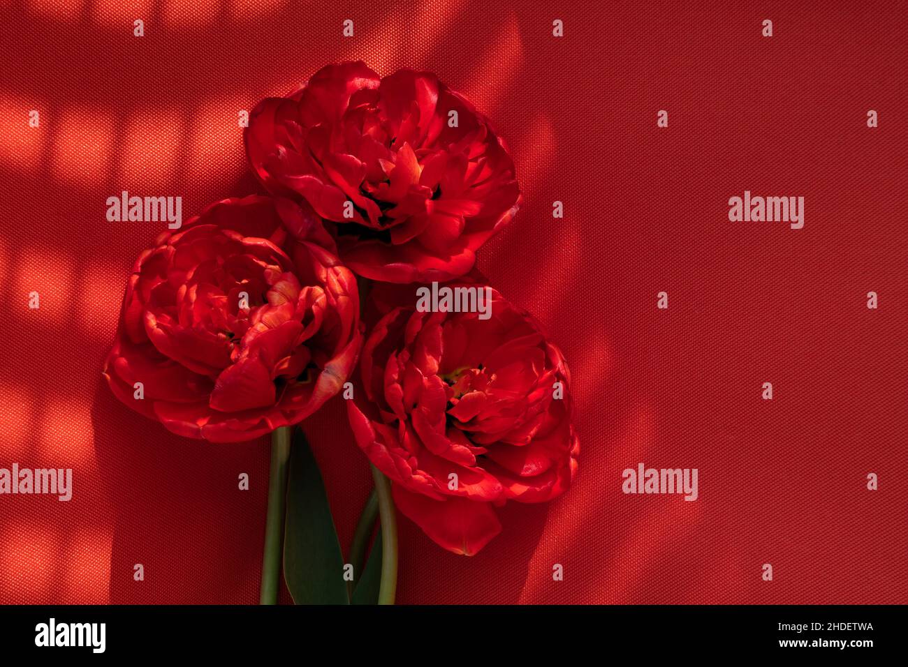 three red tulips looking like roses on a red background Stock Photo