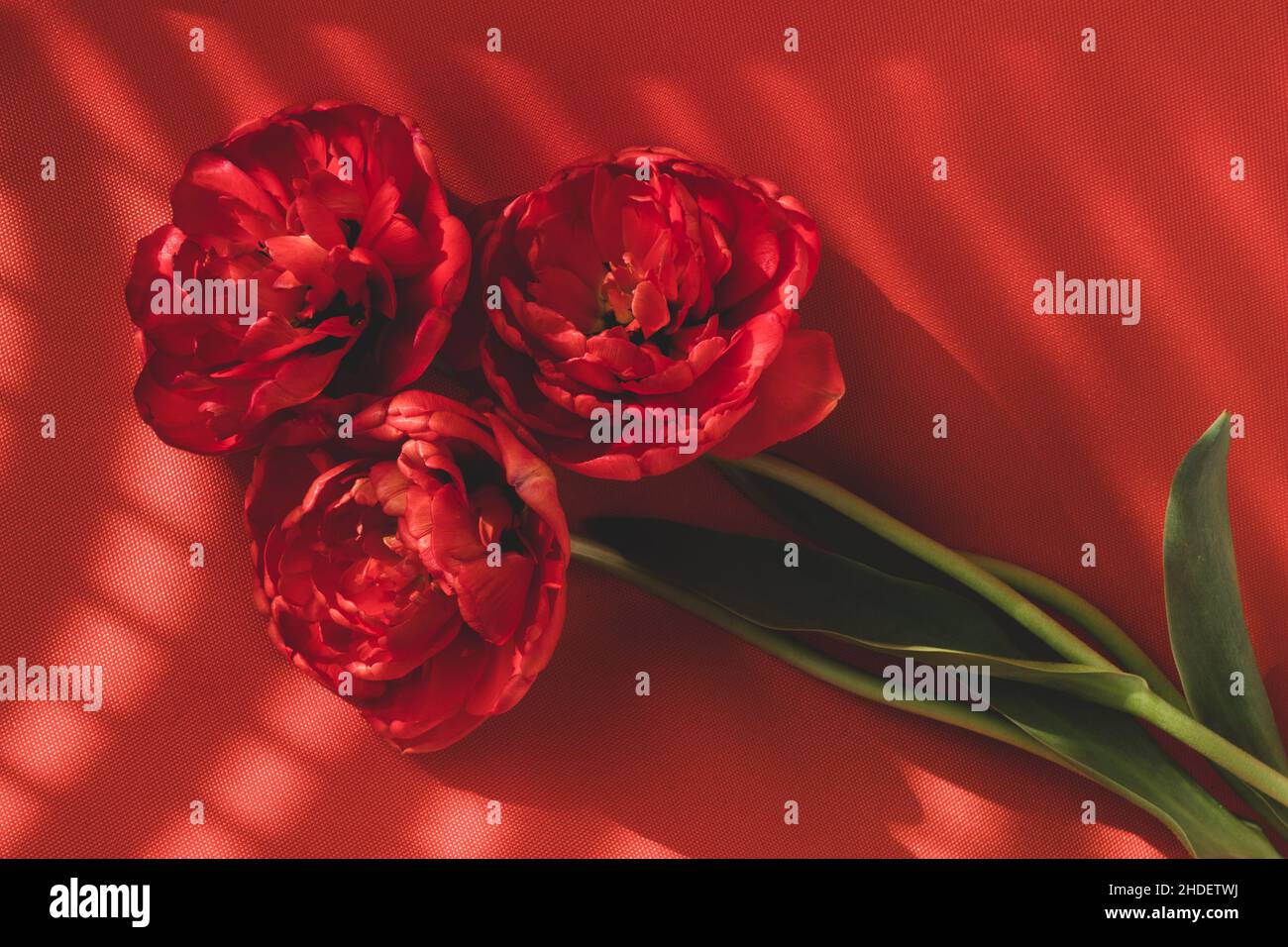 three red tulips looking like roses on a red background Stock Photo