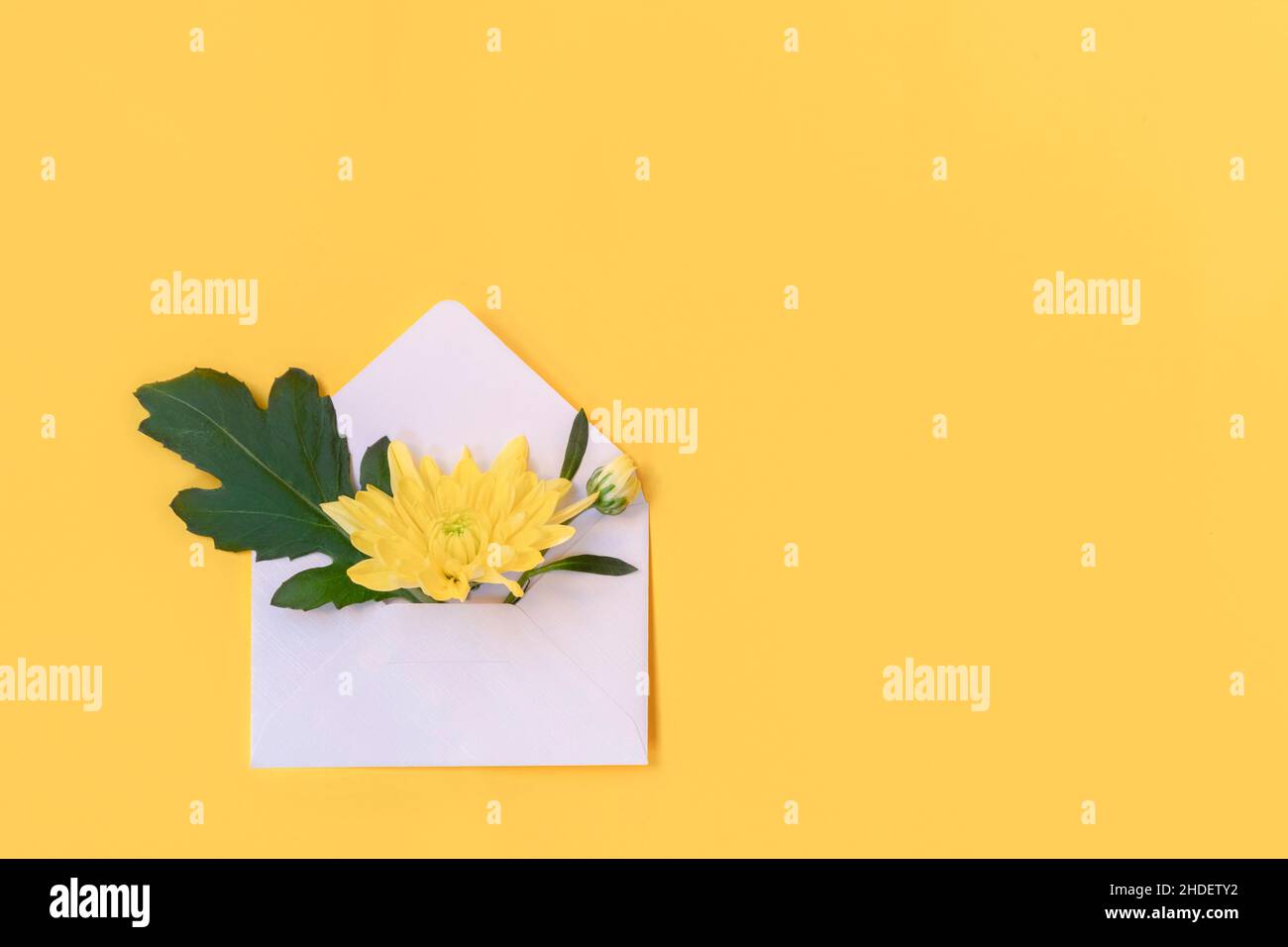 Flowers composition with envelope and yellow flowers on yellow background. Mockup, flat lay, top view, copy space Stock Photo