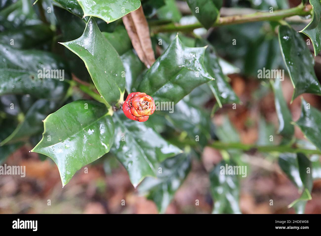 Ilex cornuta ‘Autumn Fire’ horned holly Autumn Fire – red berries and glossy wedge-shaped rich green leaves with spiky wedge,  January, England, UK Stock Photo