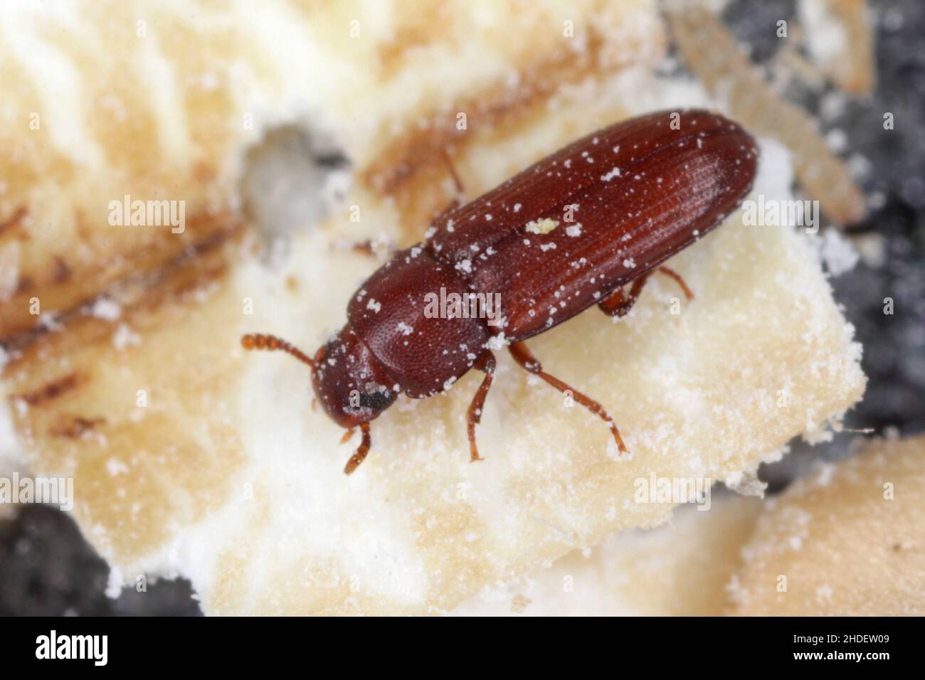 The red flour beetle Tribolium castaneum. It is a worldwide pest of stored products, particularly food grains. Stock Photo